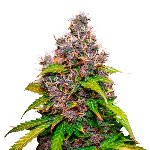 Watermelon - fem. - 3 Stk. -  Royal Queen Seeds