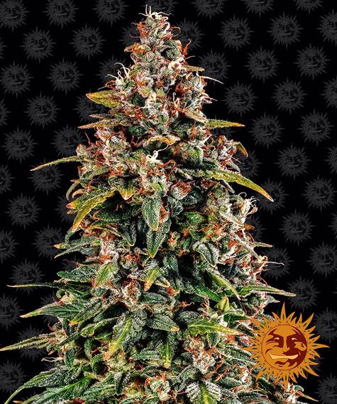 Watermelon Zkittlez - auto - 3 Stk. - Barney's Farm