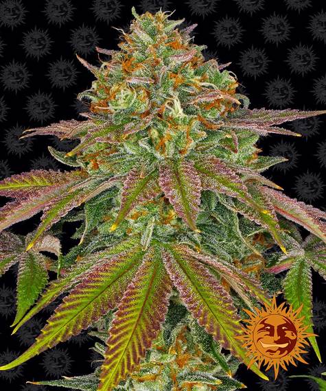 Wedding Cake - fem. - 3 Stk. - Barney's Farm
