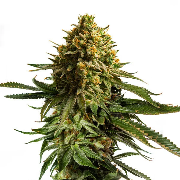 Wedding Cake - fem. - 3 Stk. -  Royal Queen Seeds