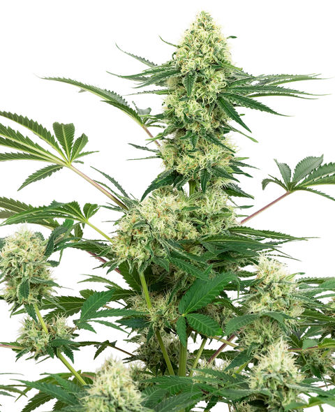 Wedding Cheesecake  - fem. - 3 Stk. - Sensi Seeds