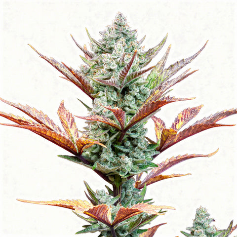 Wedding Glue Auto - auto - 3 Stk. - 420 Fast Buds