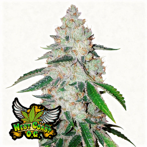 West Coast O.G. Auto - auto - 3 Stk. - 420 Fast Buds