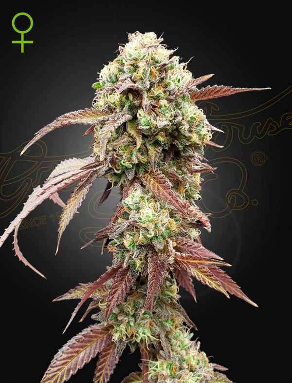 West Coast OG x Gelato 41 - auto - 3 Stk. -  Green House Seeds