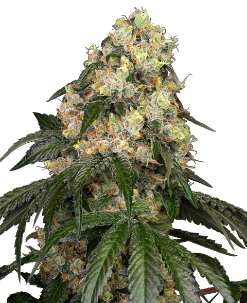 White Biscotti OG XXL - fem. - 3 Stk. - Sensi Seeds