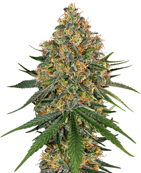 White Cheese  - fem. - 3 Stk. - Sensi Seeds