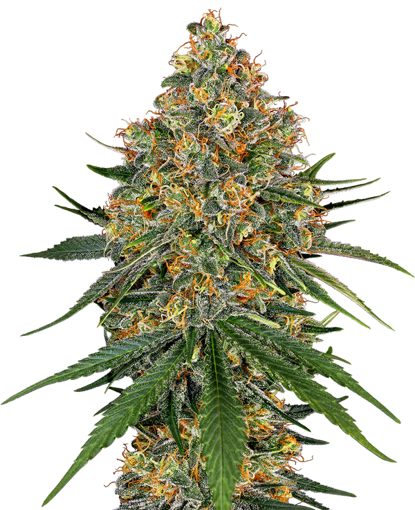 White Cheese  - fem. - 3 Stk. - Sensi Seeds