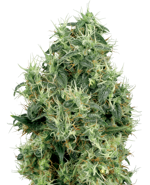 White Gold  - fem. - 3 Stk. - Sensi Seeds