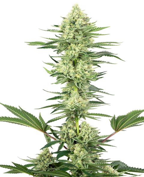 White Gorilla Haze  - fem. - 3 Stk. - Sensi Seeds