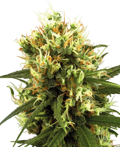 White Haze - auto - 3 Stk. - Sensi Seeds