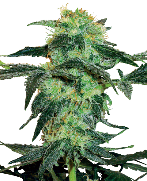 White Ice   - fem. - 3 Stk. - Sensi Seeds