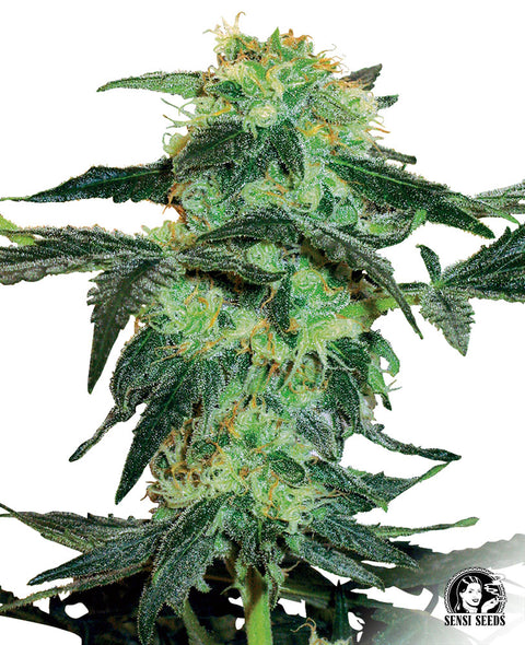 White Ice  - reg. - 10 Stk. - Sensi Seeds