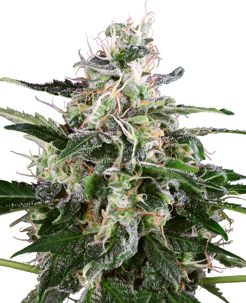 White Skunk - auto - 3 Stk. - Sensi Seeds