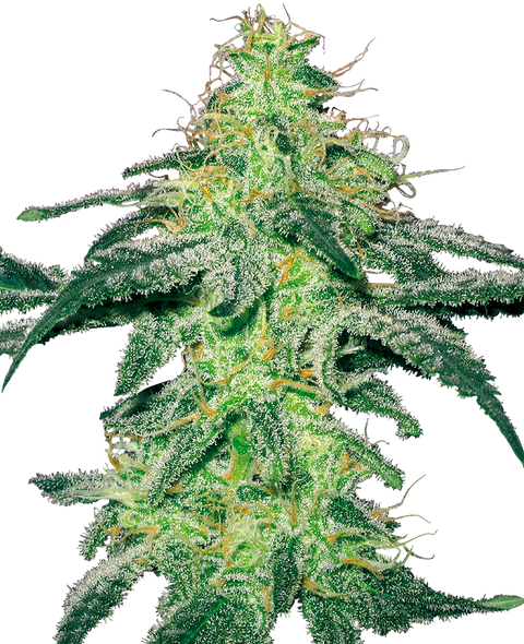 White Skunk   - fem. - 3 Stk. - Sensi Seeds