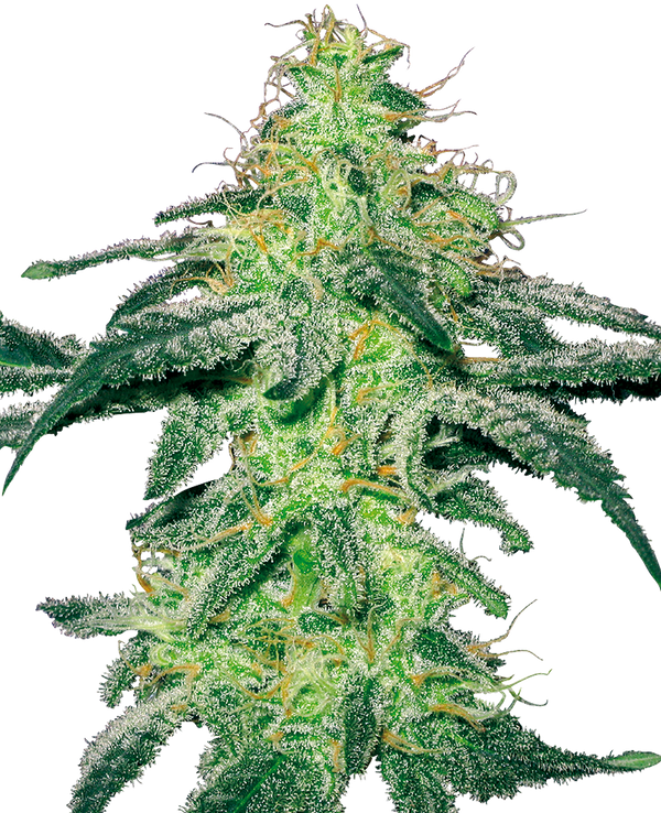 White Skunk   - fem. - 3 Stk. - Sensi Seeds