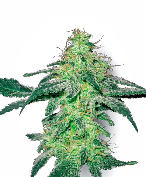White Skunk  - reg. - 10 Stk. - Sensi Seeds