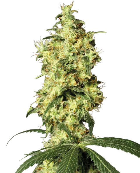 White Widow - auto - 3 Stk. - Sensi Seeds