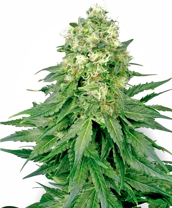 White Widow - reg. - 10 Stk. - Sensi Seeds