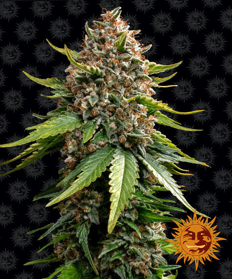 White Widow XXL - auto - 3 Stk. - Barney's Farm