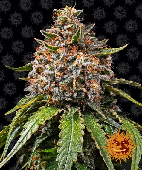 White Widow XXL - fem. - 3 Stk. - Barney's Farm