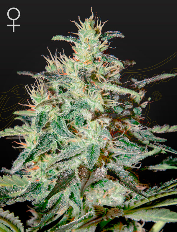 White Lemon - fem. - 3 Stk. -  Green House Seeds