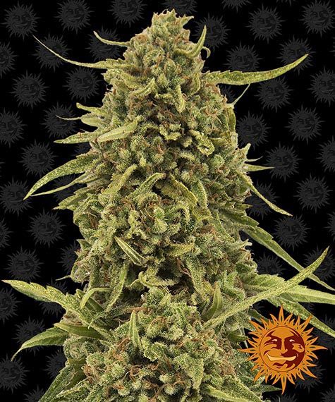Widow Remedy - reg. - 10 Stk. - Barney's Farm