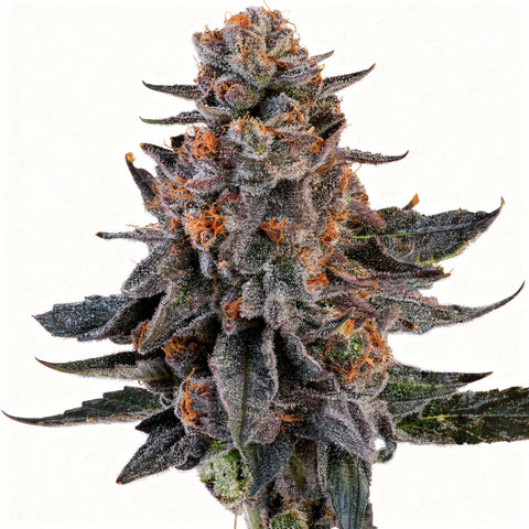 Wizard Fuel - fem. - 3 Stk. - Wizard Trees