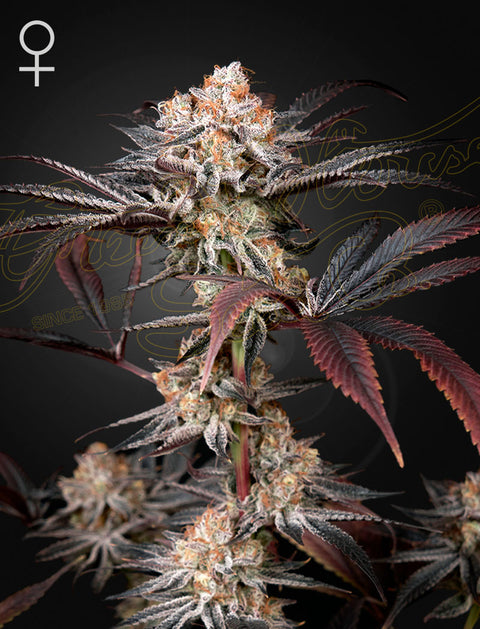 Wonder Pie - fem. - 3 Stk. -  Green House Seeds