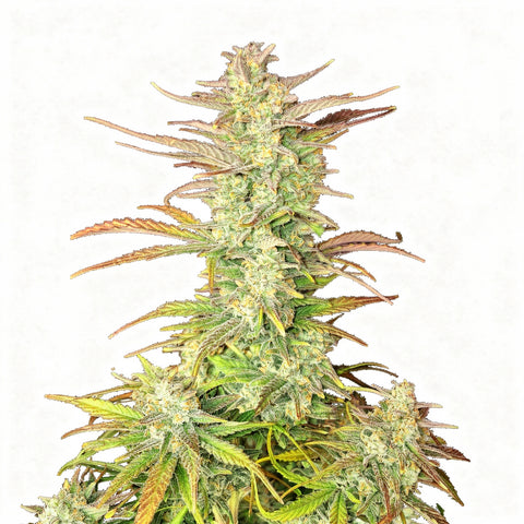 Z-Up Auto - auto - 3 Stk. - 420 Fast Buds