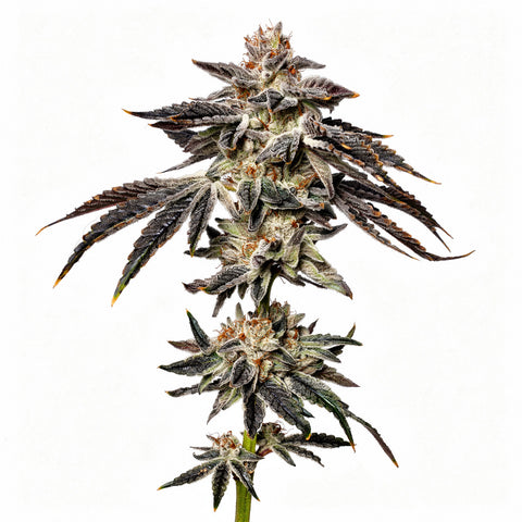 Zeltzer - fem - 6 Stk. - Umami Seed Co.