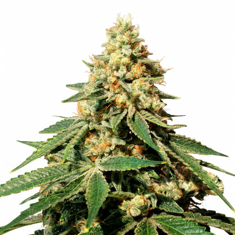 Zkittlez - fem. - 10 Stk. - SuperStrains