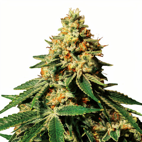 Zkittlez - fem. - 3 Stk. - SuperStrains