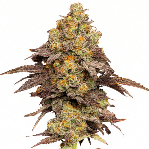 Zkittlez x Coffin Candy - reg. - 10 Stk. - Doja