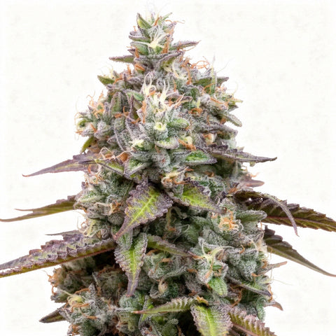 Zoap - fem. - 3 Stk. - SuperStrains
