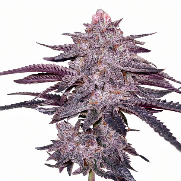 Zoda Bx1 - fem - 6 Stk. - Umami Seed Co.