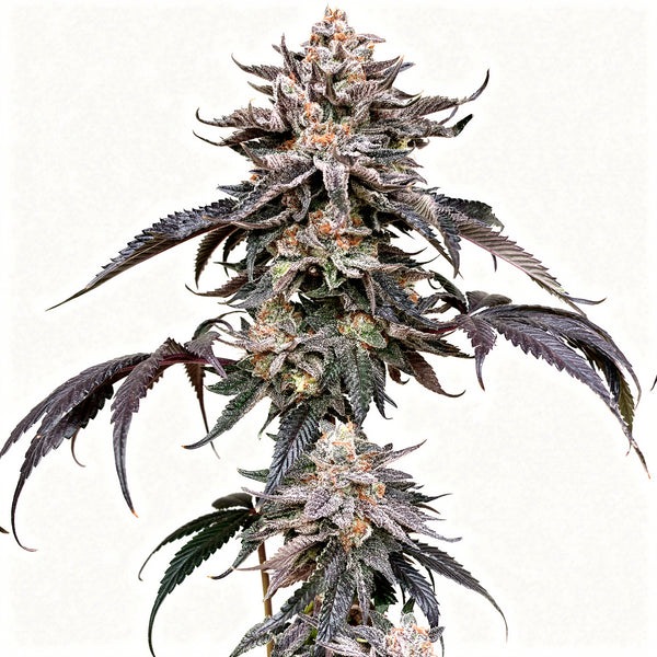 Zodaza - fem - 6 Stk. - Umami Seed Co.