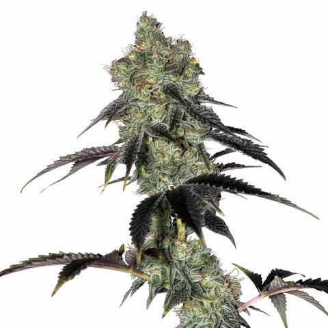 Zushi S1 - fem - 5 Stk. - Botafarm