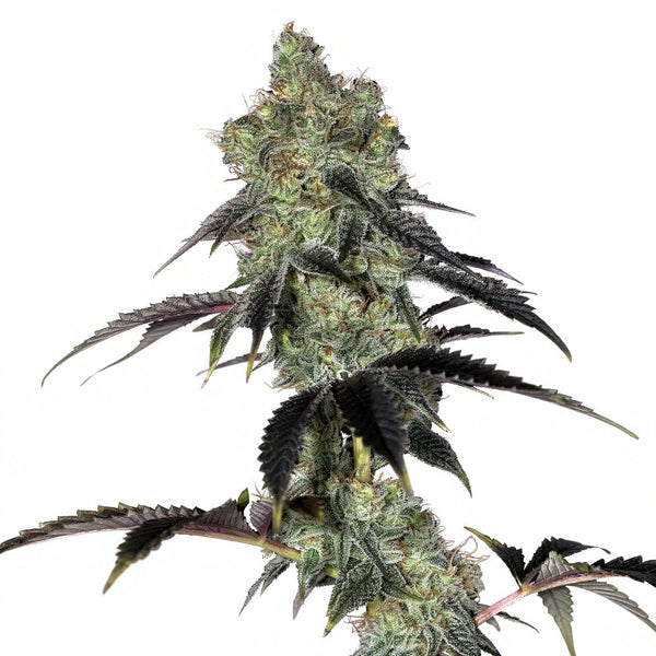 Zushi S1 - fem - 5 Stk. - Botafarm