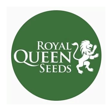 Royal Queen Seeds