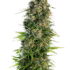 Hindu Kush Automatic