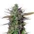 IMG_Auto_Blue_Cheese