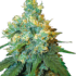 Jack Herer Feminized