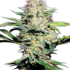 Sensi Skunk Automatic