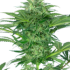 Skunk Dream CBD Feminized