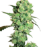 Super Skunk Feminized