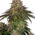 Sweet Cherry Kush Feminized
