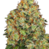 Sweet Tangerine Tango Automatic