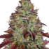 Tezla OG Feminized