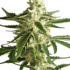 White Diesel Haze Automatic