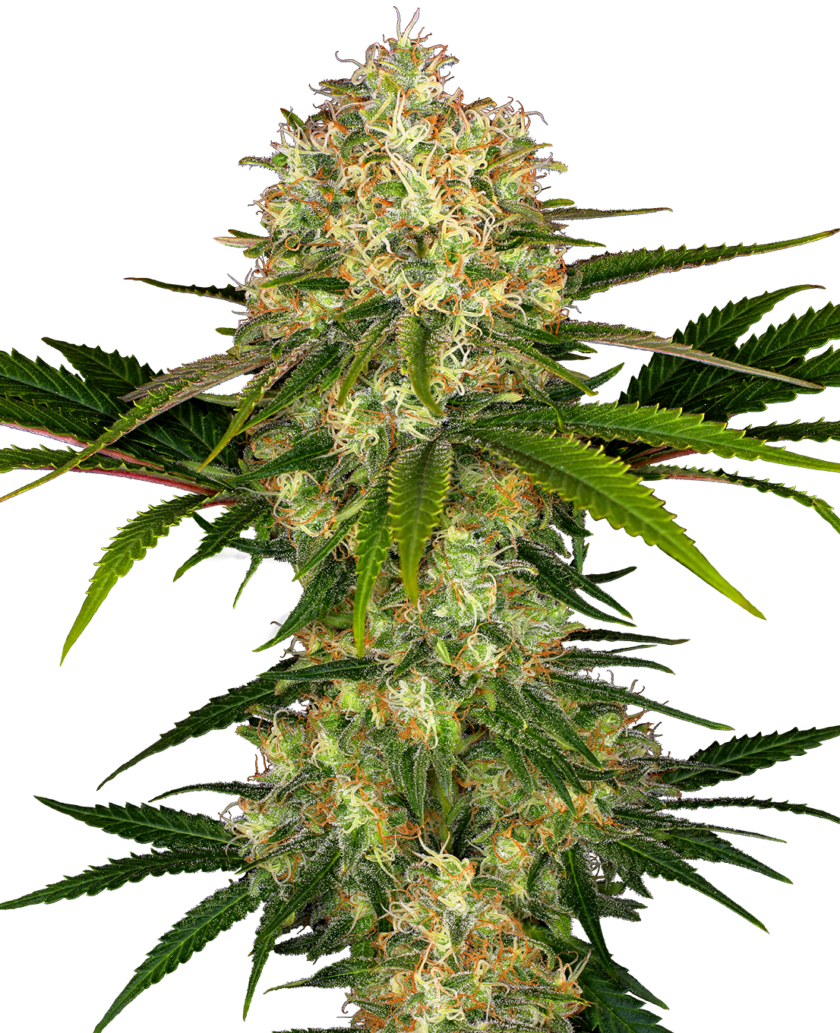 Afghani #1 Feminized